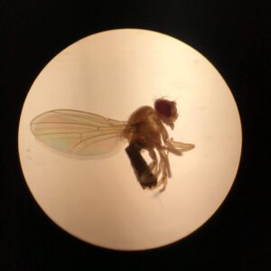 Drosophila melanogaster