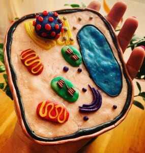 I made this plant cell model from polimer clay